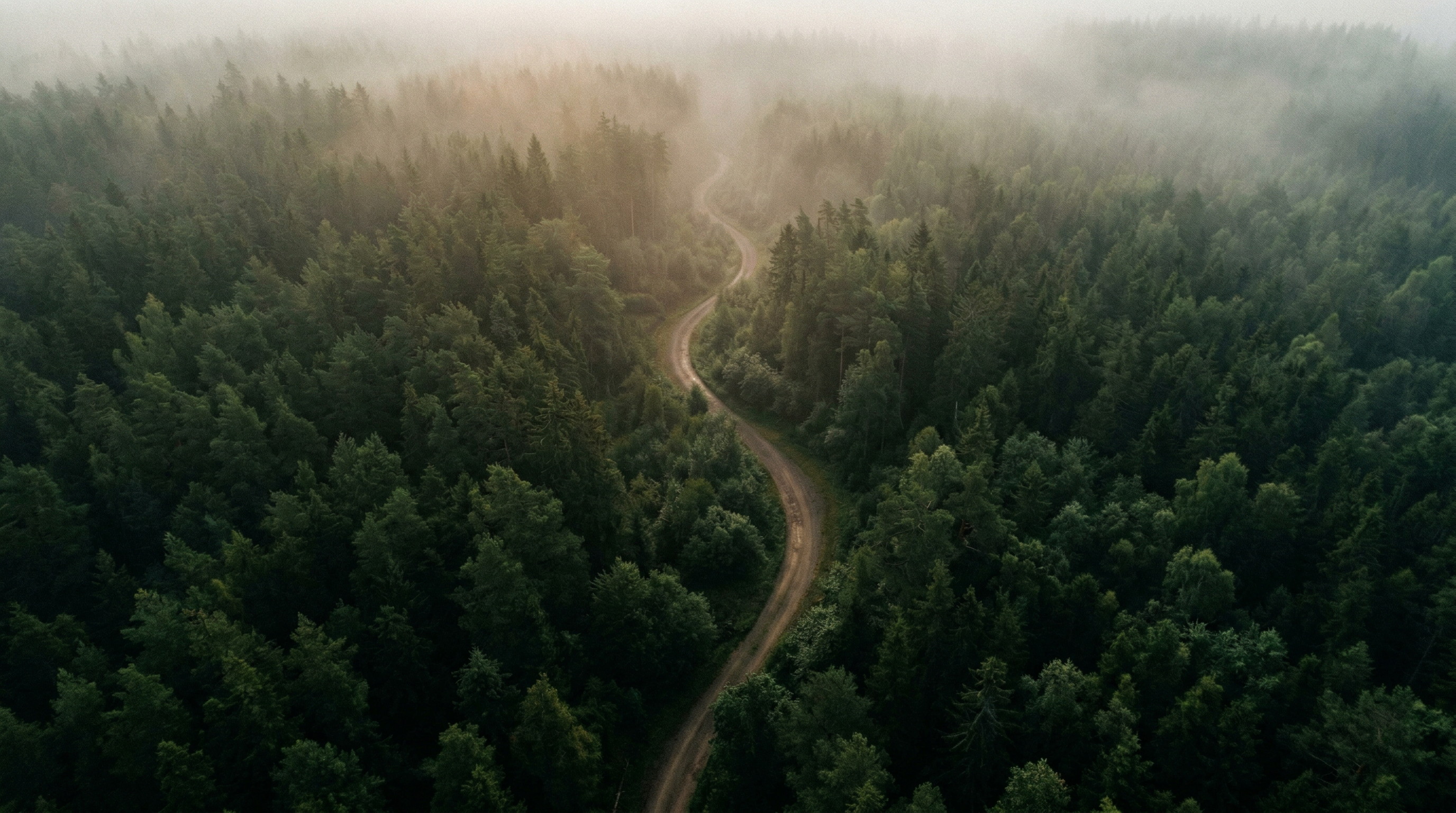 Aerial view of a winding path through misty forest